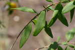 Shrubby St. Johnswort